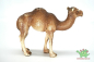Preview: Schleich  Dromedar Set 14355 + 14356